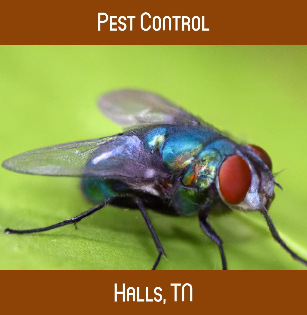 pest control in Halls Tennessee