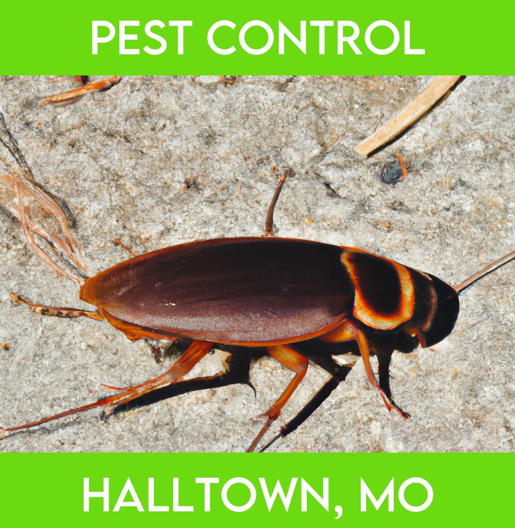 pest control in Halltown Missouri