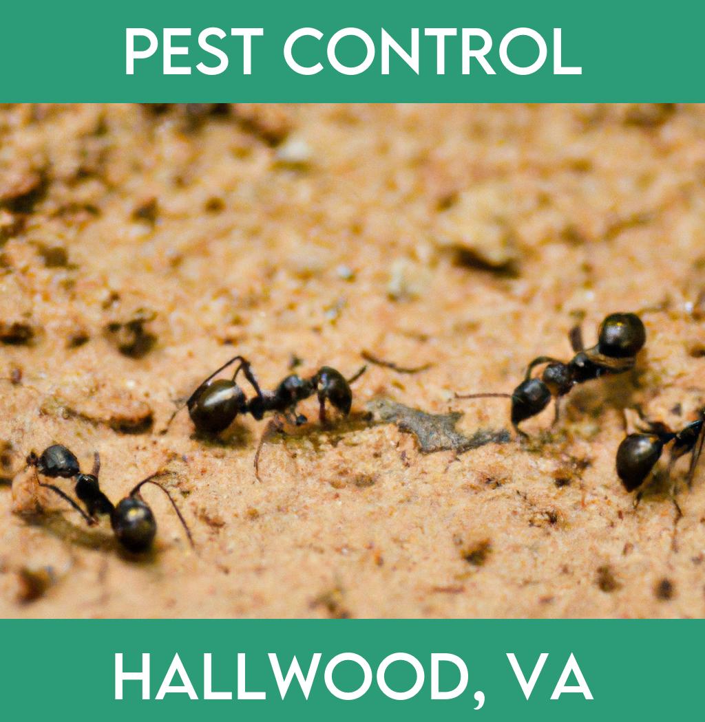 pest control in Hallwood Virginia
