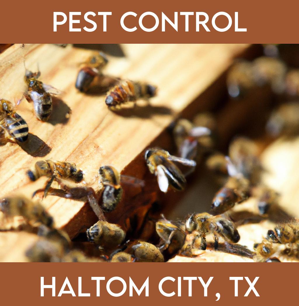 pest control in Haltom City Texas