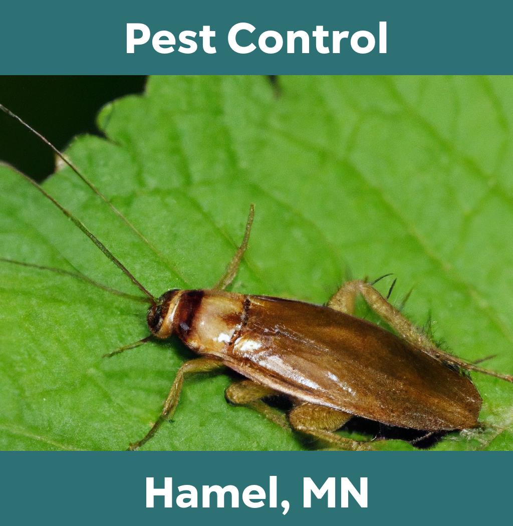pest control in Hamel Minnesota