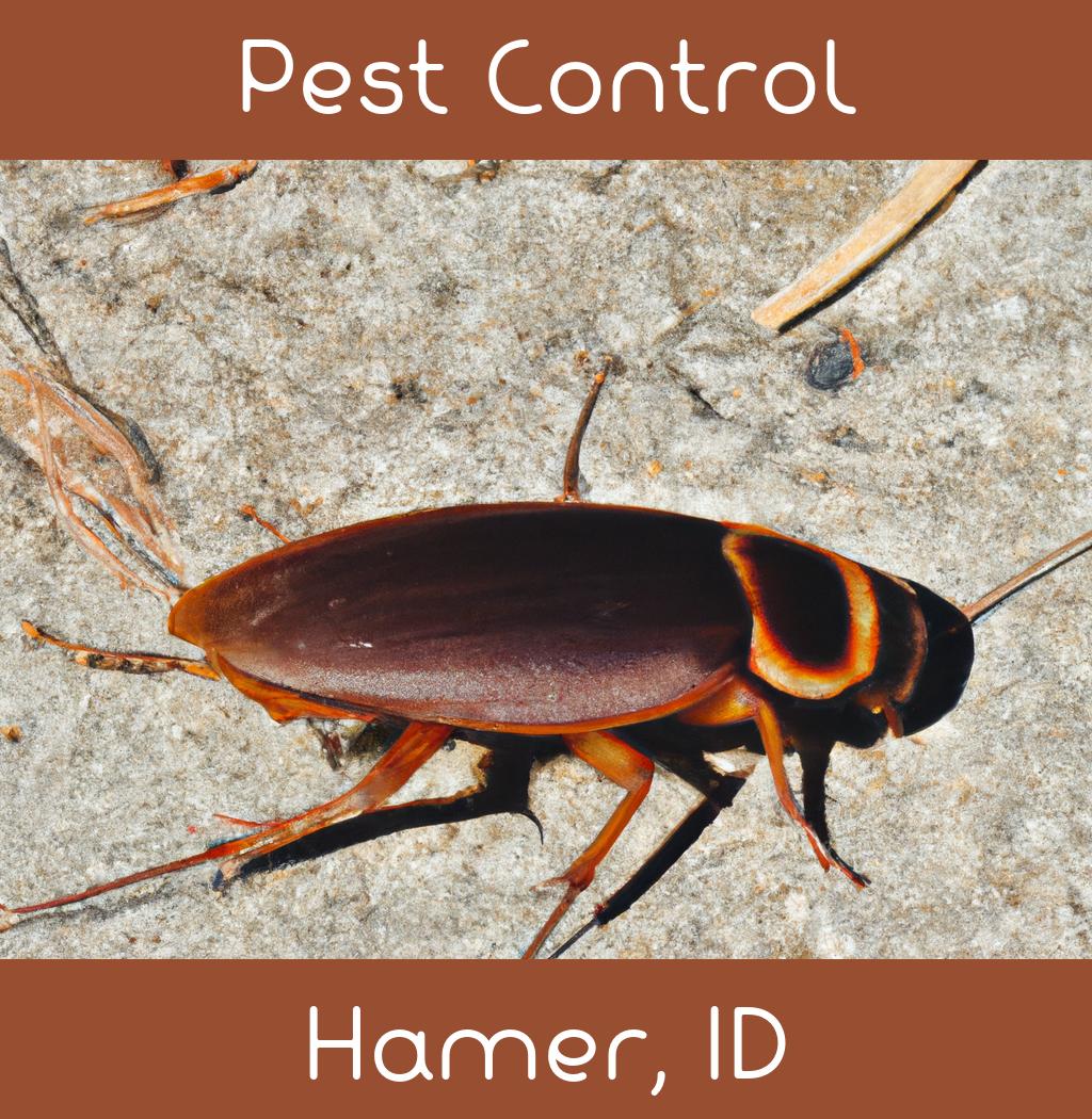 pest control in Hamer Idaho
