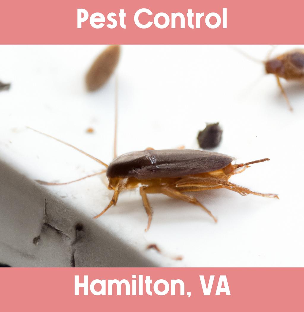pest control in Hamilton Virginia