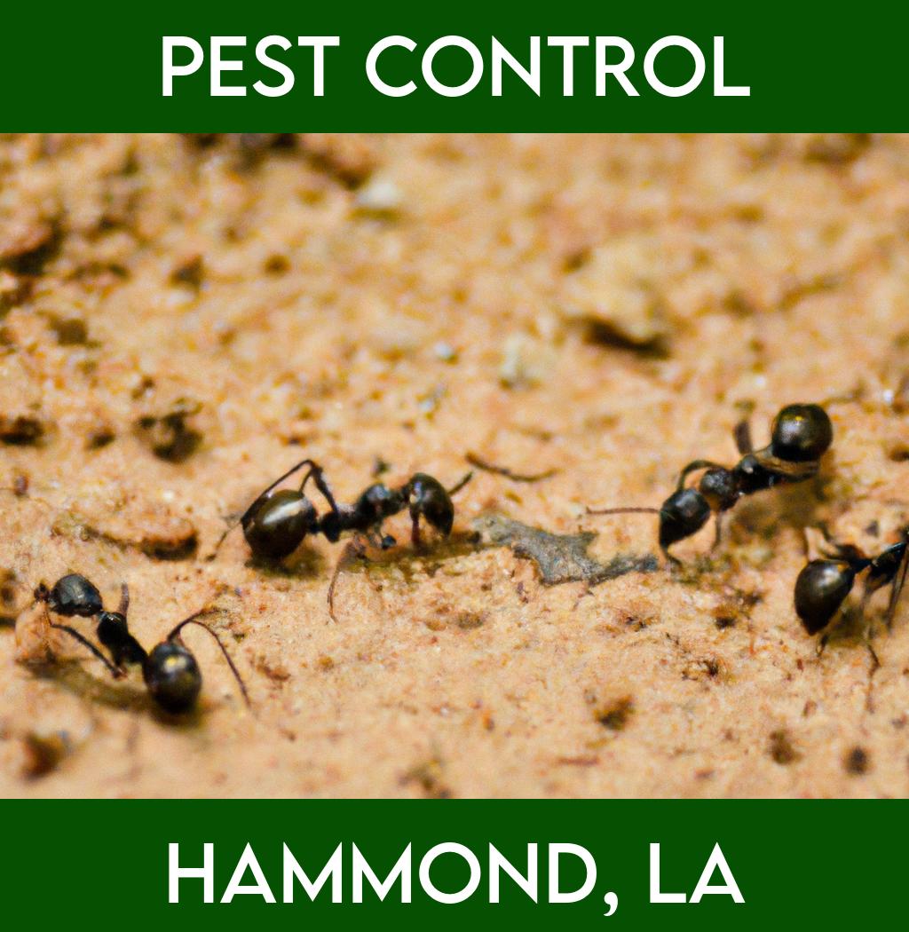 pest control in Hammond Louisiana