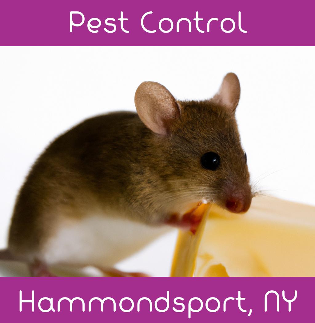 pest control in Hammondsport New York