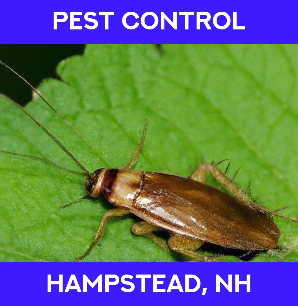 pest control in Hampstead New Hampshire
