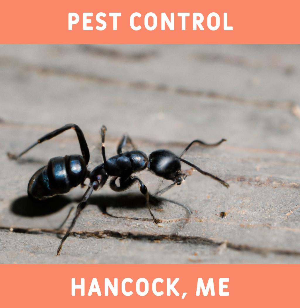 pest control in Hancock Maine