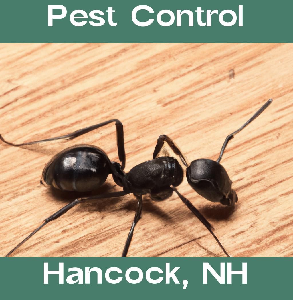 pest control in Hancock New Hampshire