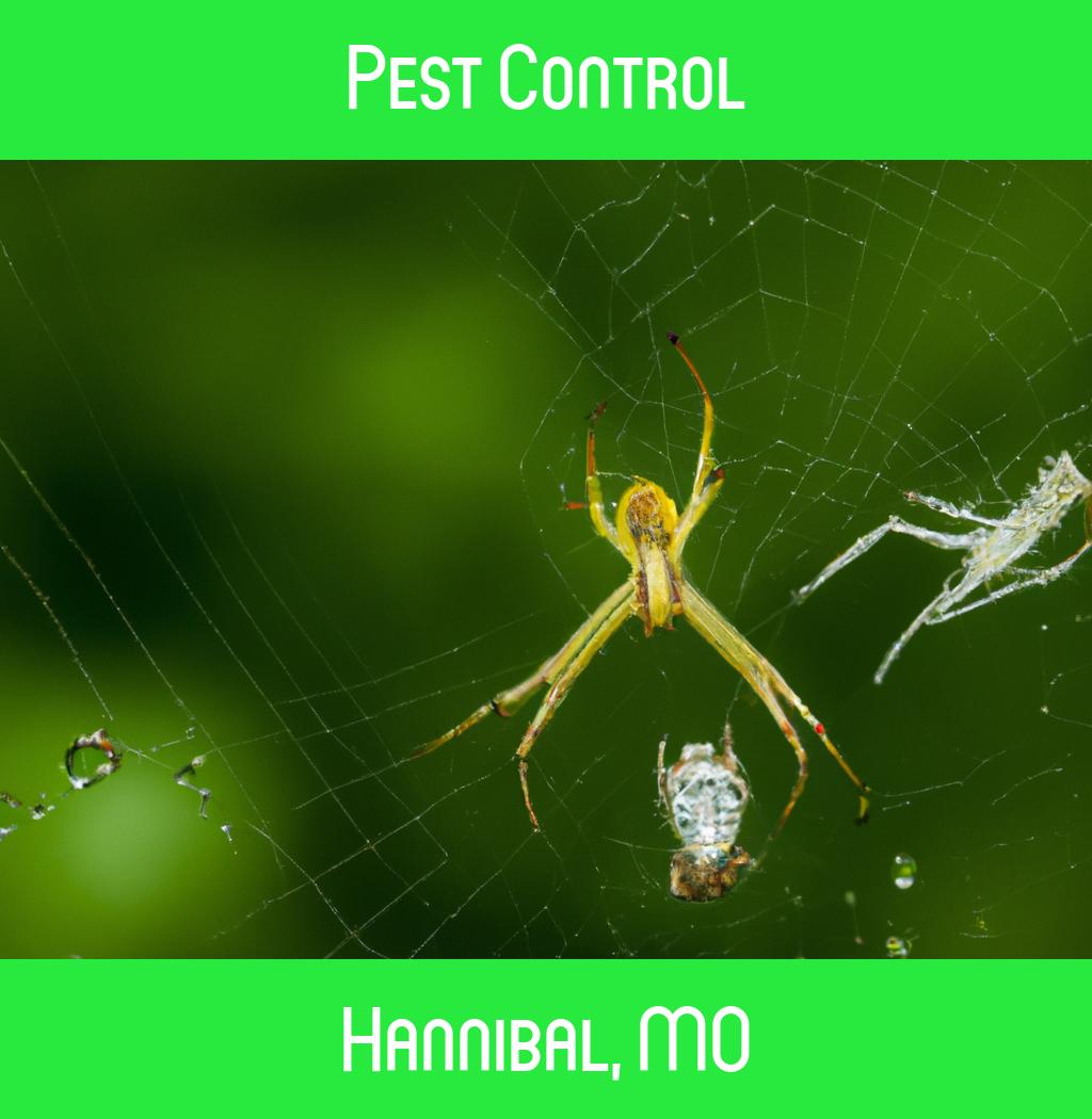 pest control in Hannibal Missouri