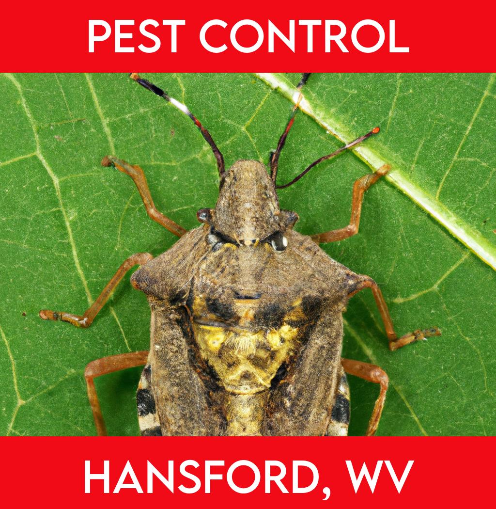 pest control in Hansford West Virginia