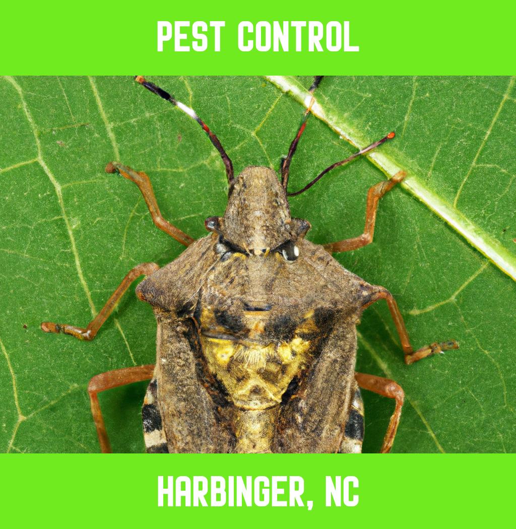 pest control in Harbinger North Carolina