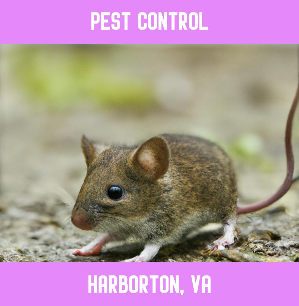 pest control in Harborton Virginia