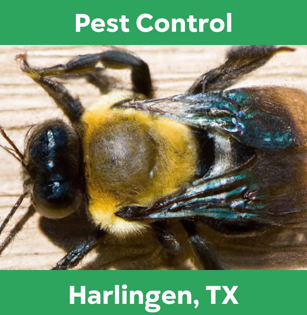 pest control in Harlingen Texas