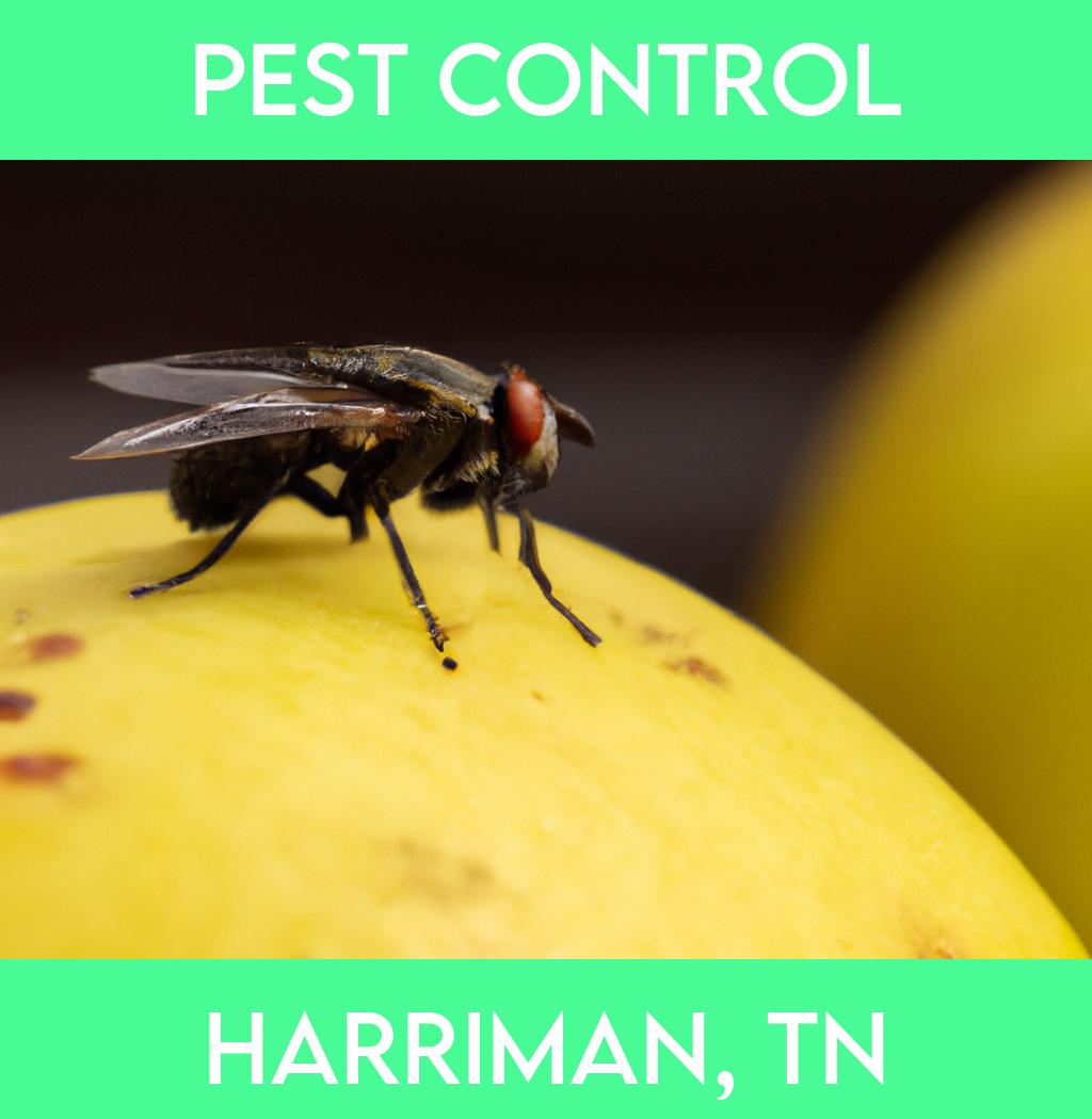 pest control in Harriman Tennessee