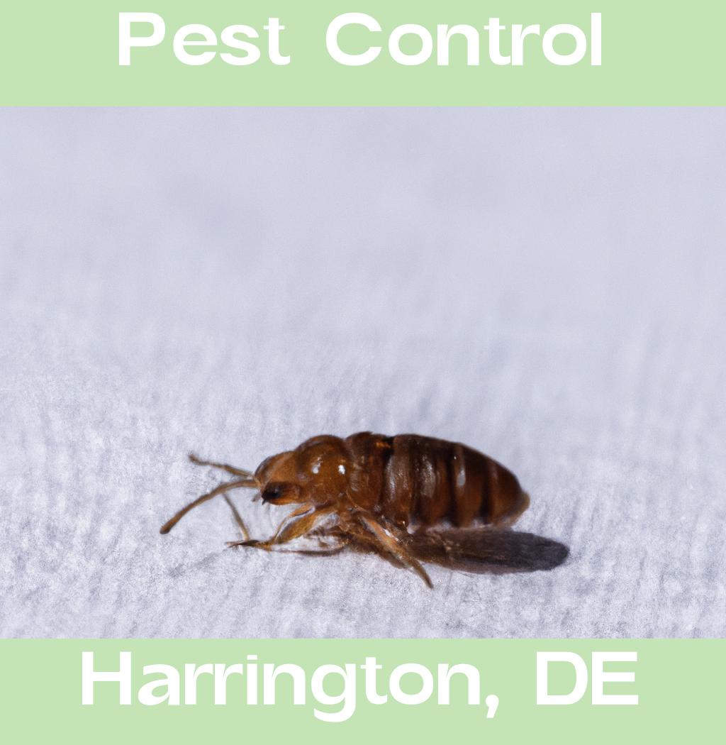 pest control in Harrington Delaware