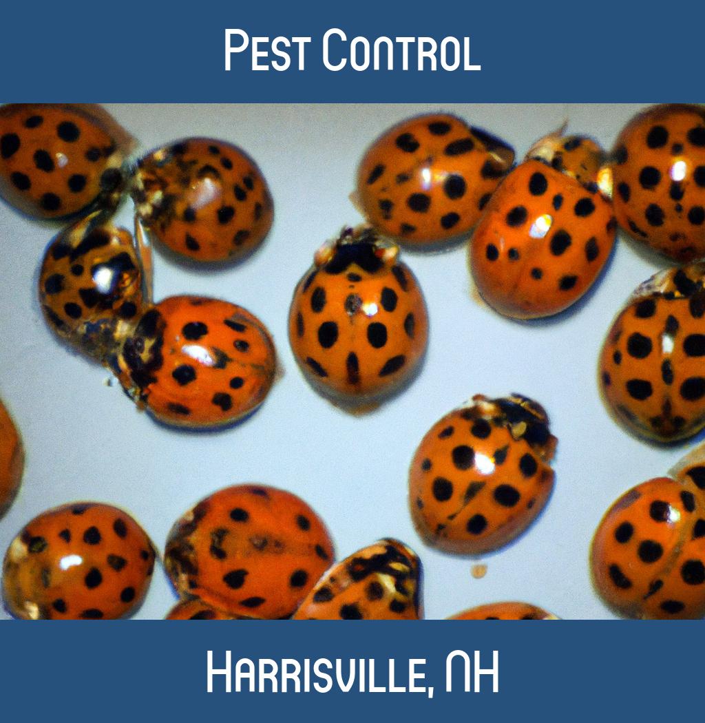 pest control in Harrisville New Hampshire