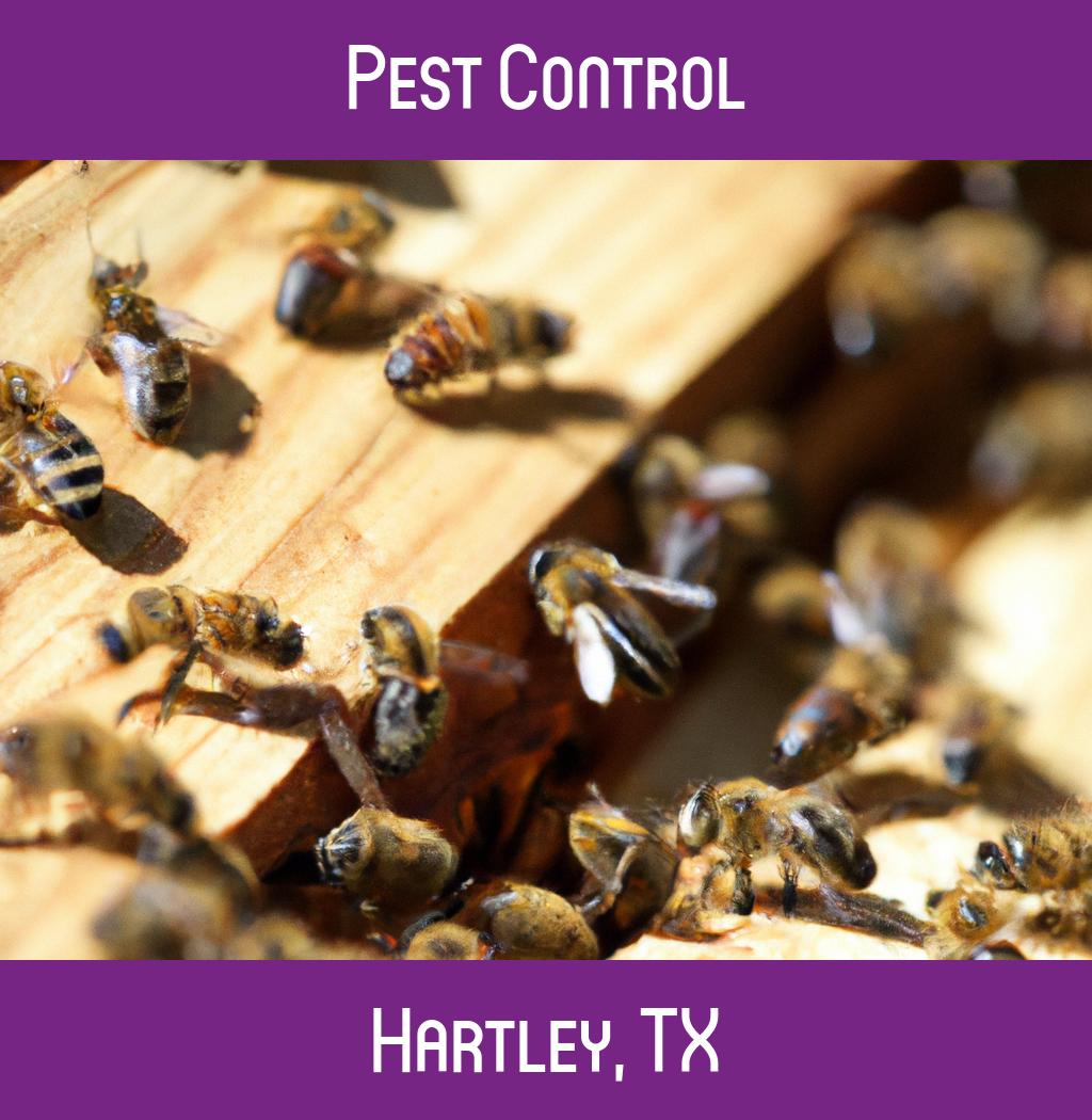 pest control in Hartley Texas