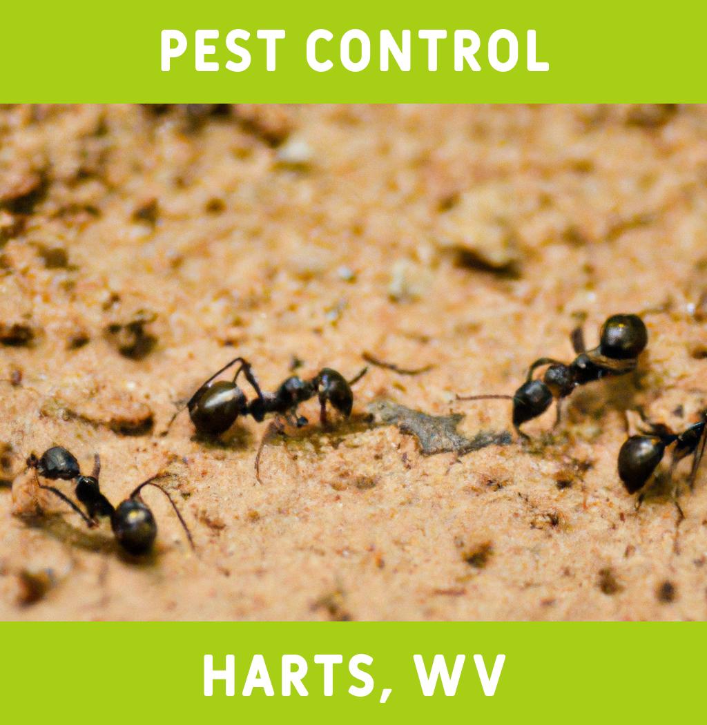 pest control in Harts West Virginia
