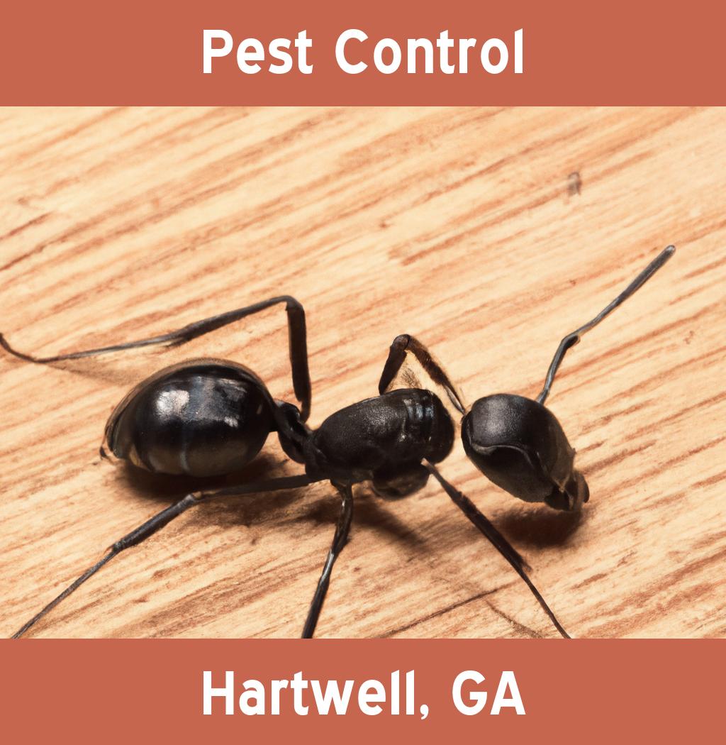 pest control in Hartwell Georgia