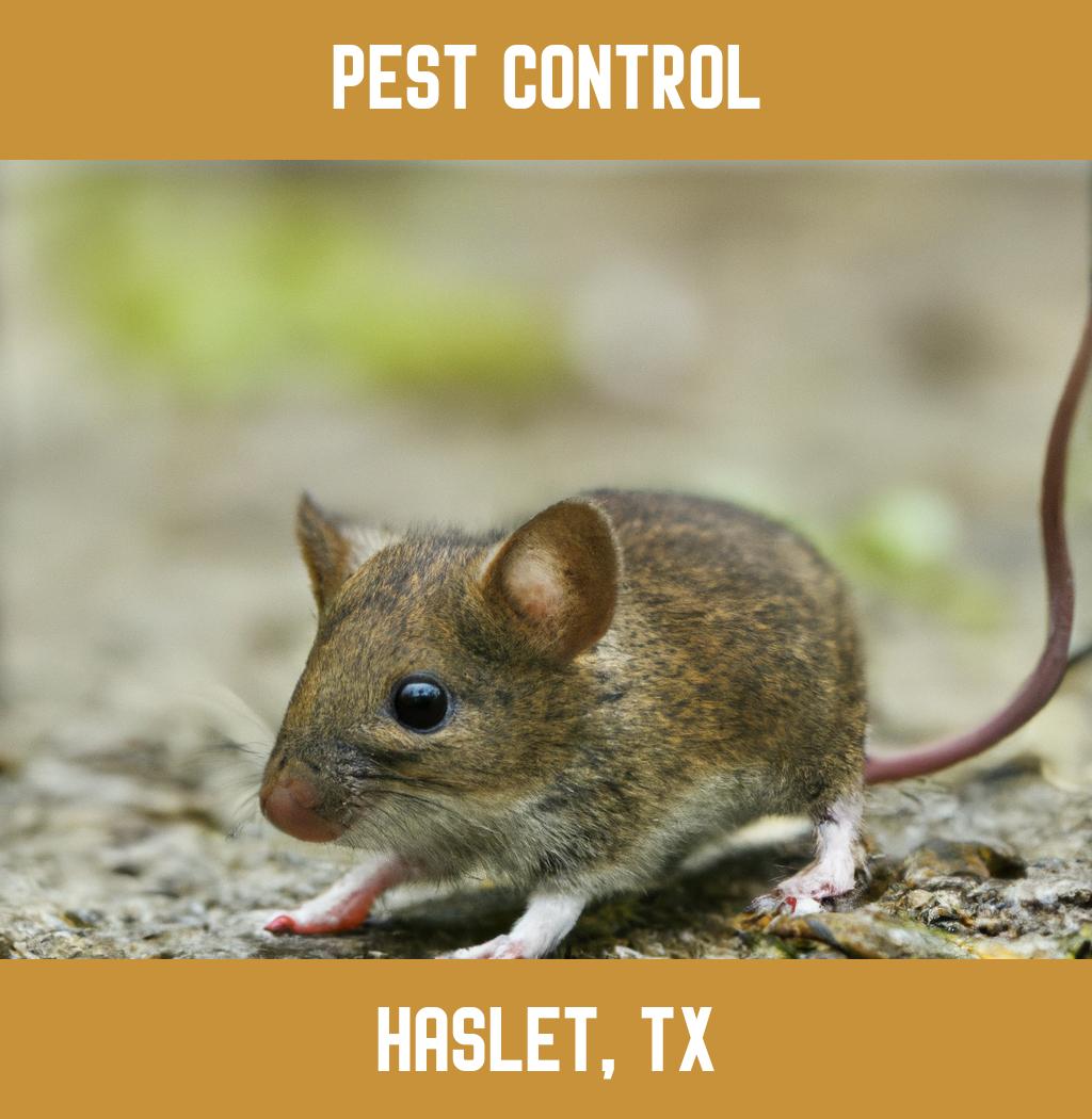 pest control in Haslet Texas