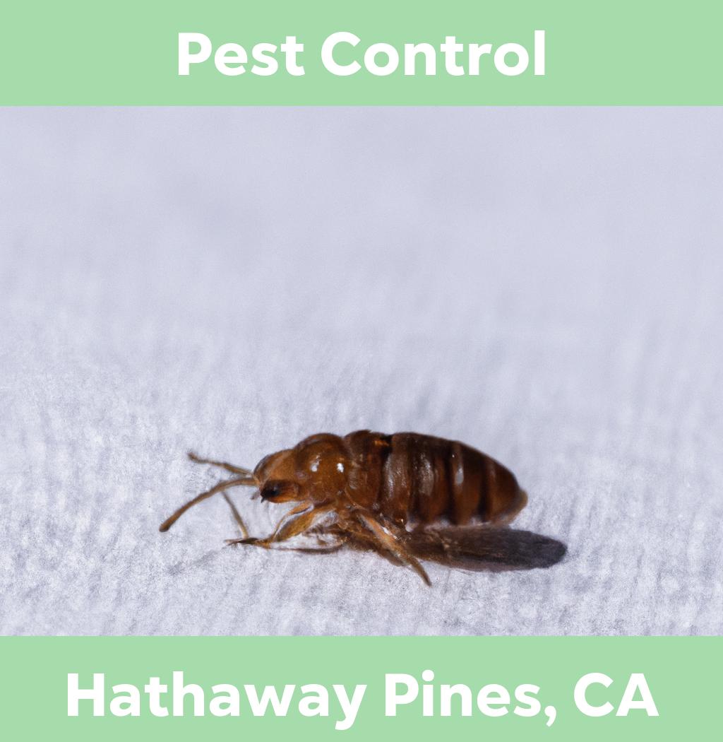 pest control in Hathaway Pines California