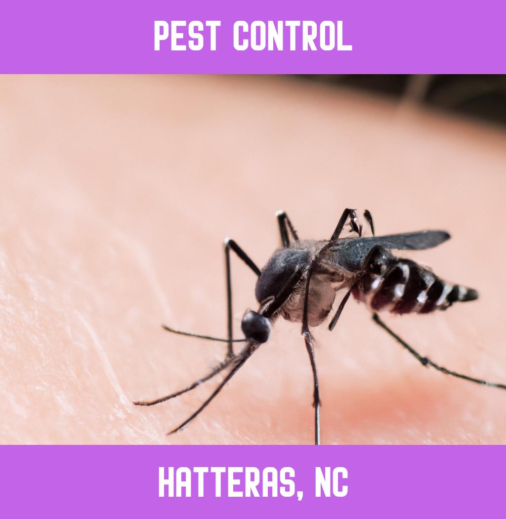 pest control in Hatteras North Carolina