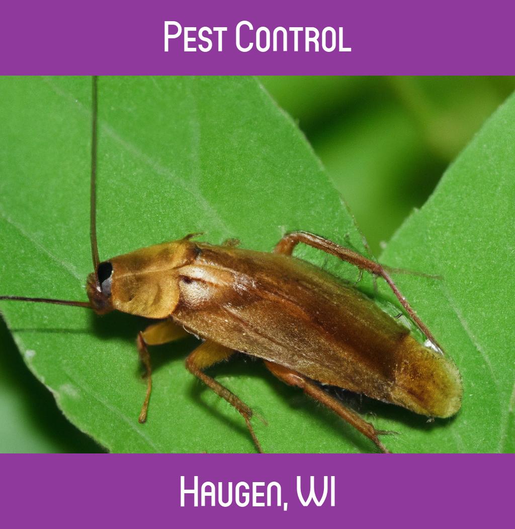 pest control in Haugen Wisconsin