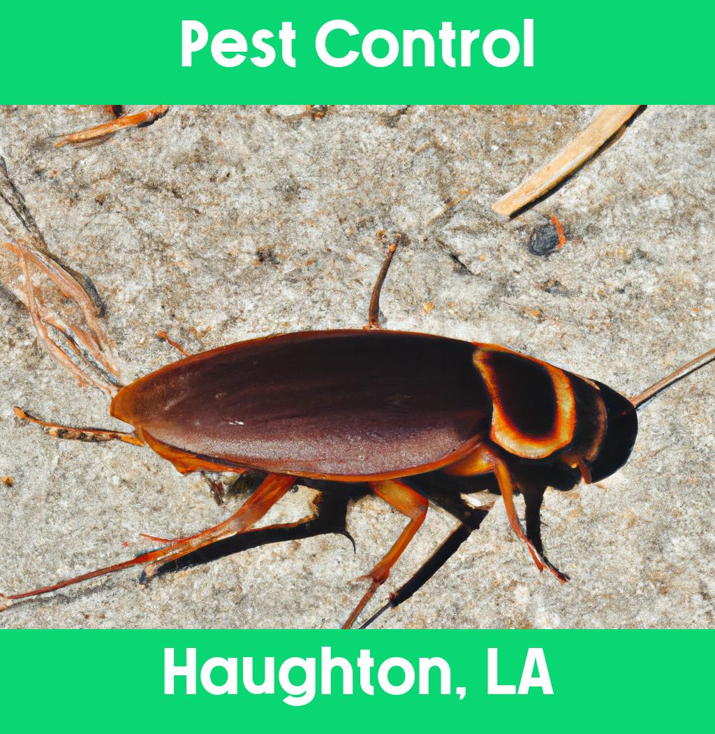 pest control in Haughton Louisiana