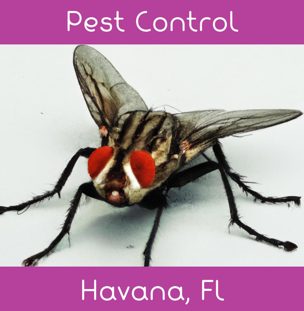 pest control in Havana Florida