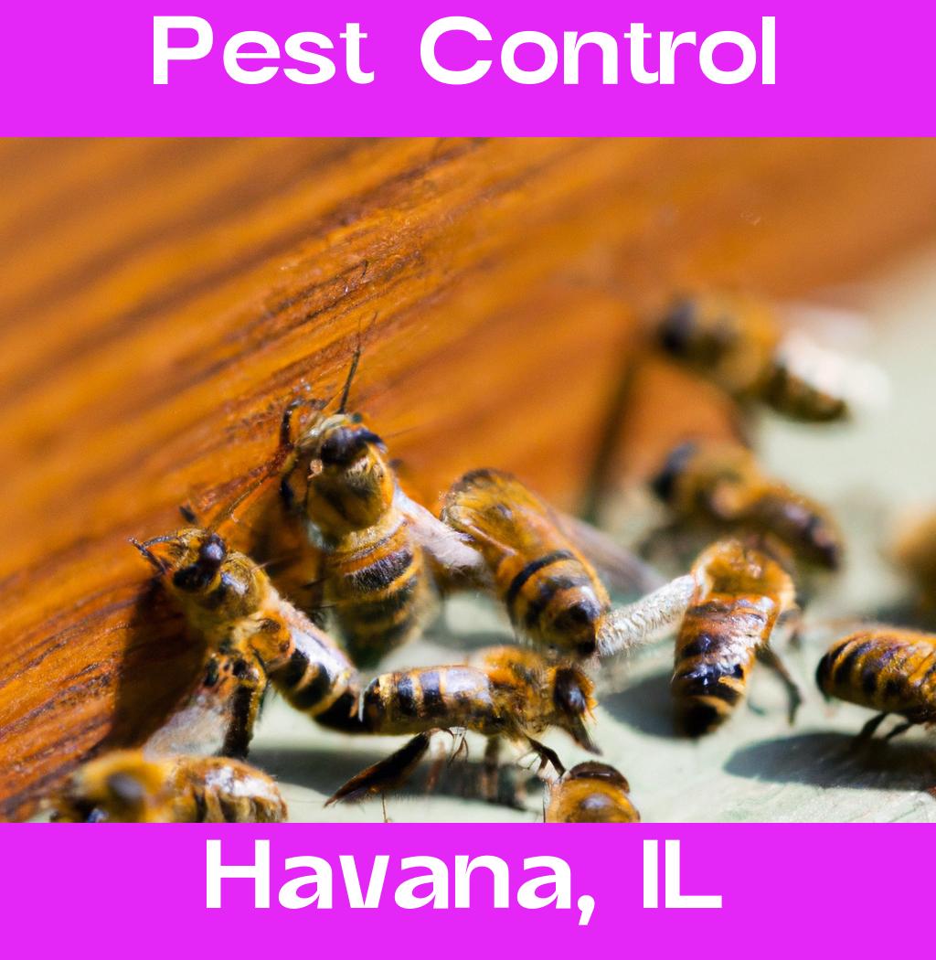 pest control in Havana Illinois