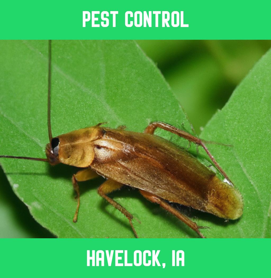 pest control in Havelock Iowa