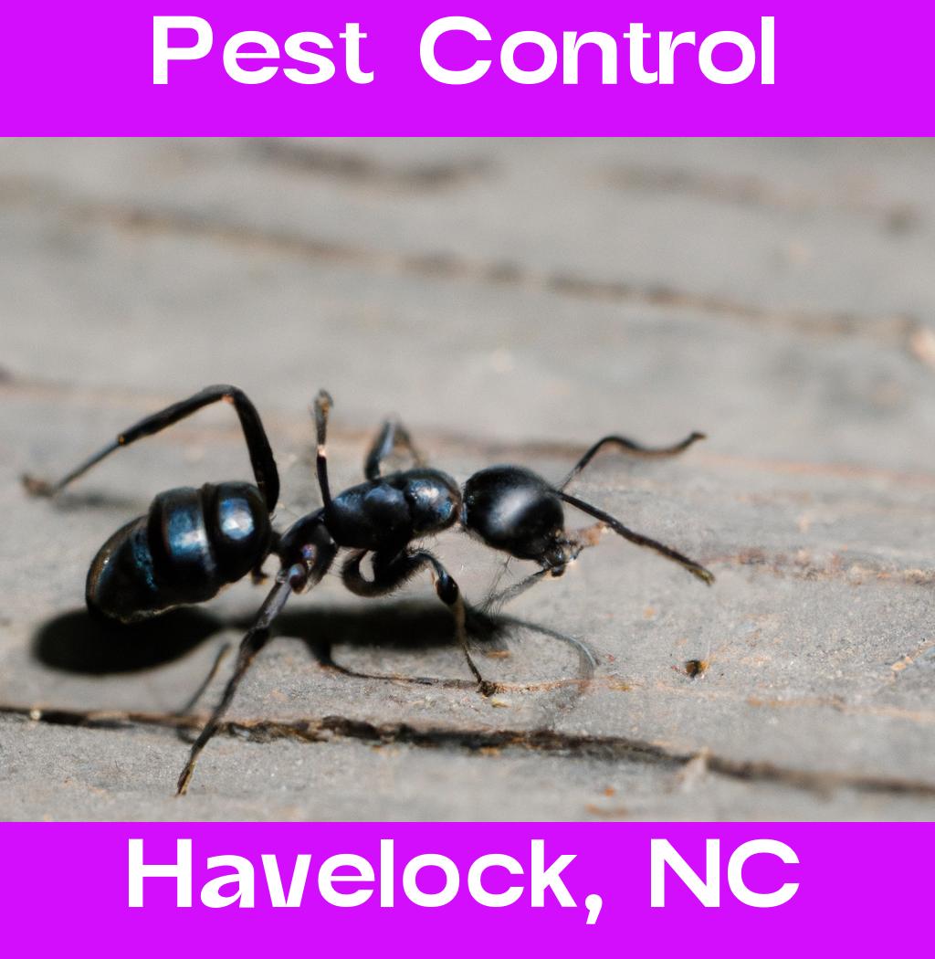 pest control in Havelock North Carolina