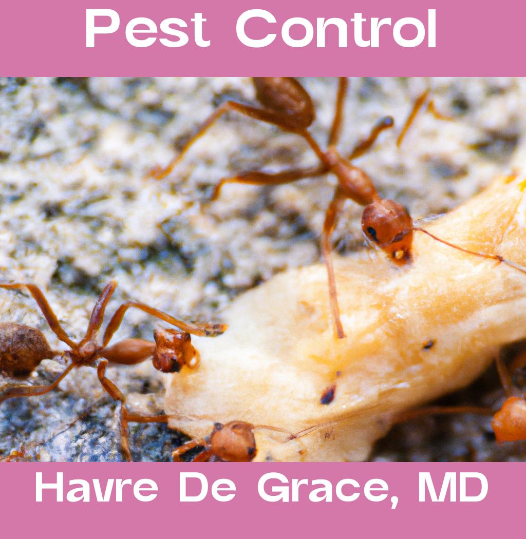 pest control in Havre De Grace Maryland