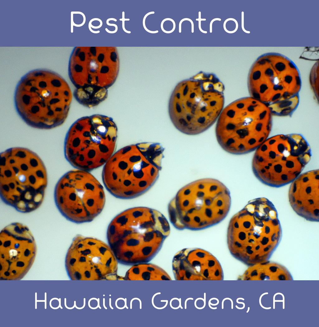 pest control in Hawaiian Gardens California