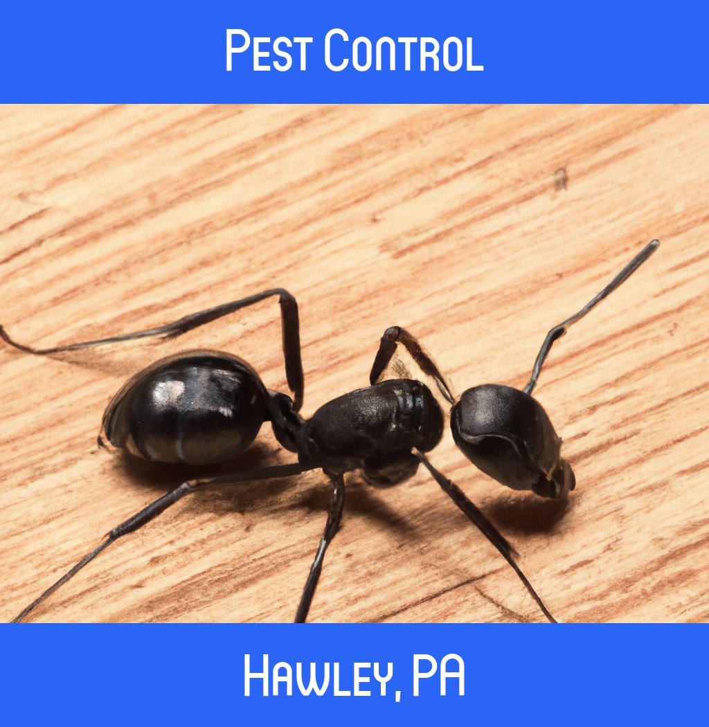 pest control in Hawley Pennsylvania