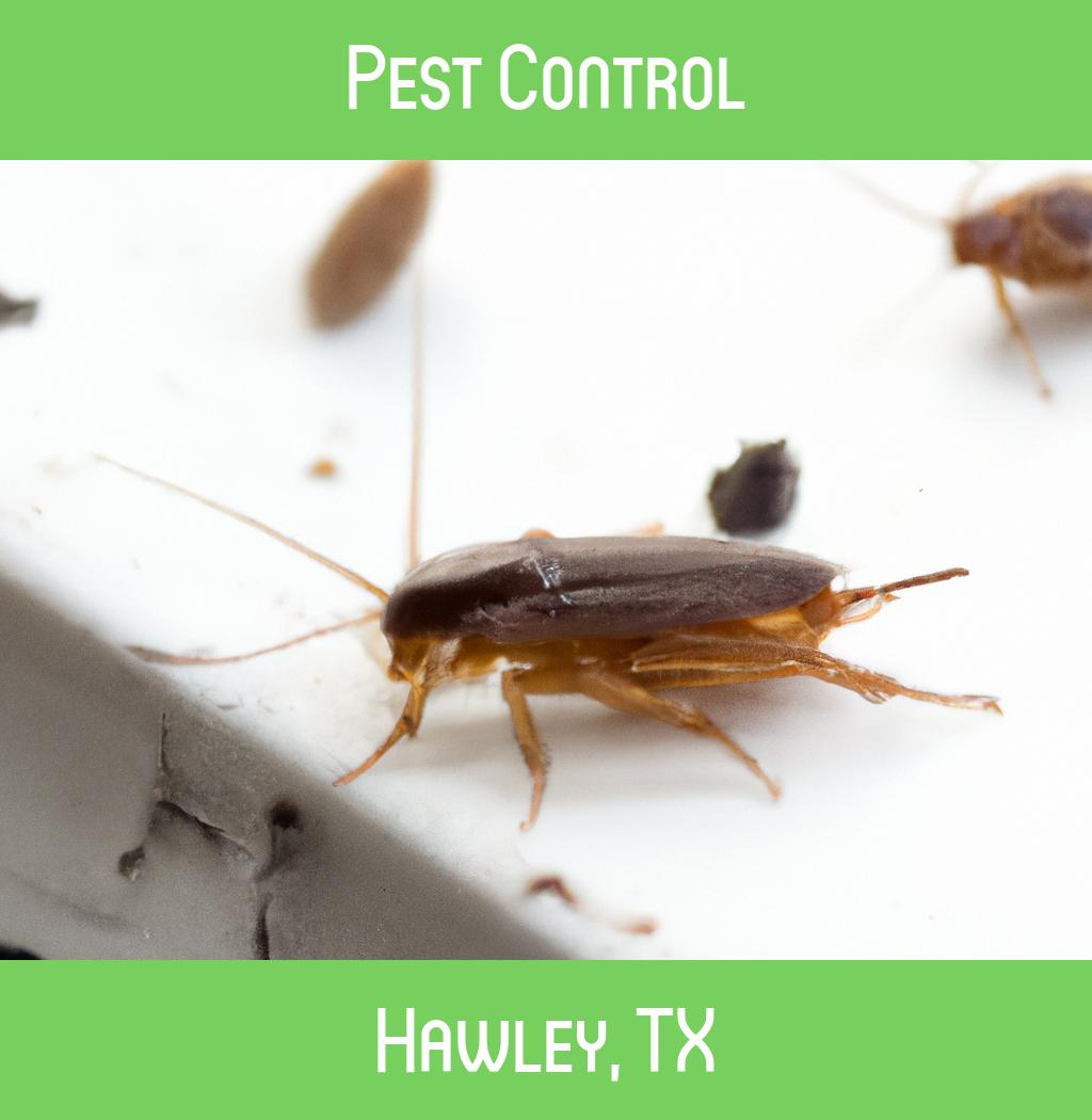 pest control in Hawley Texas