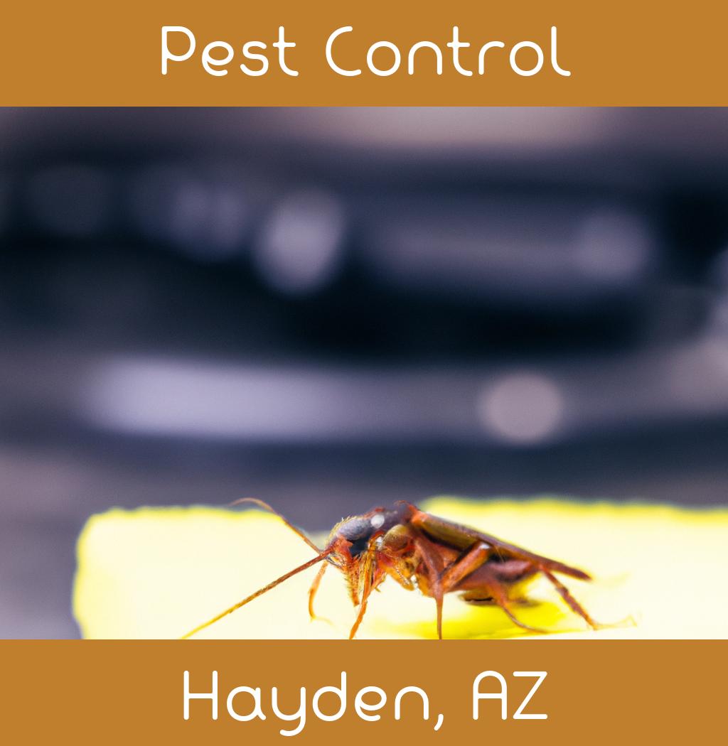 pest control in Hayden Arizona