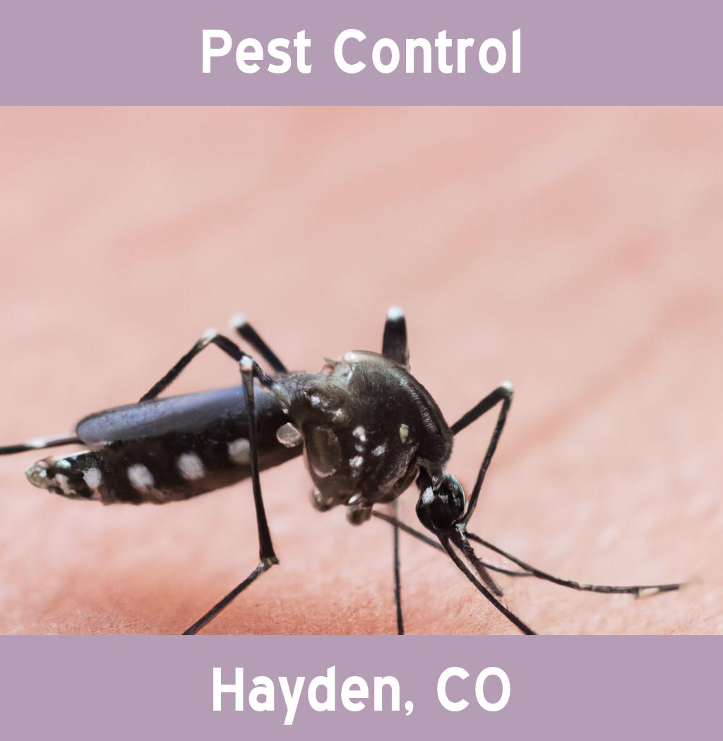 pest control in Hayden Colorado