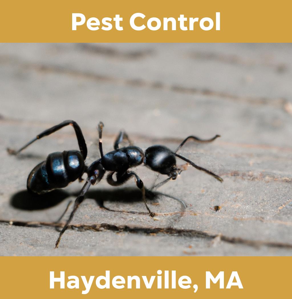 pest control in Haydenville Massachusetts