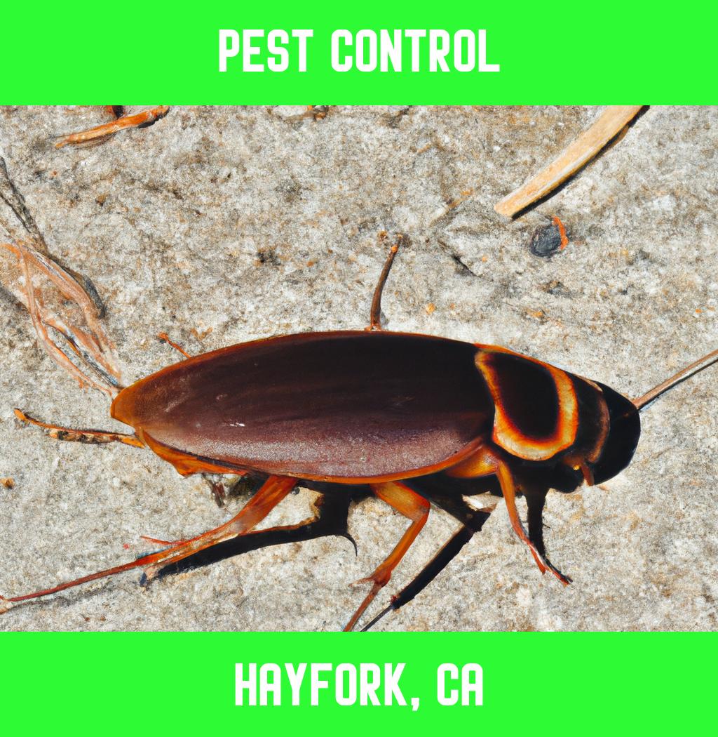 pest control in Hayfork California