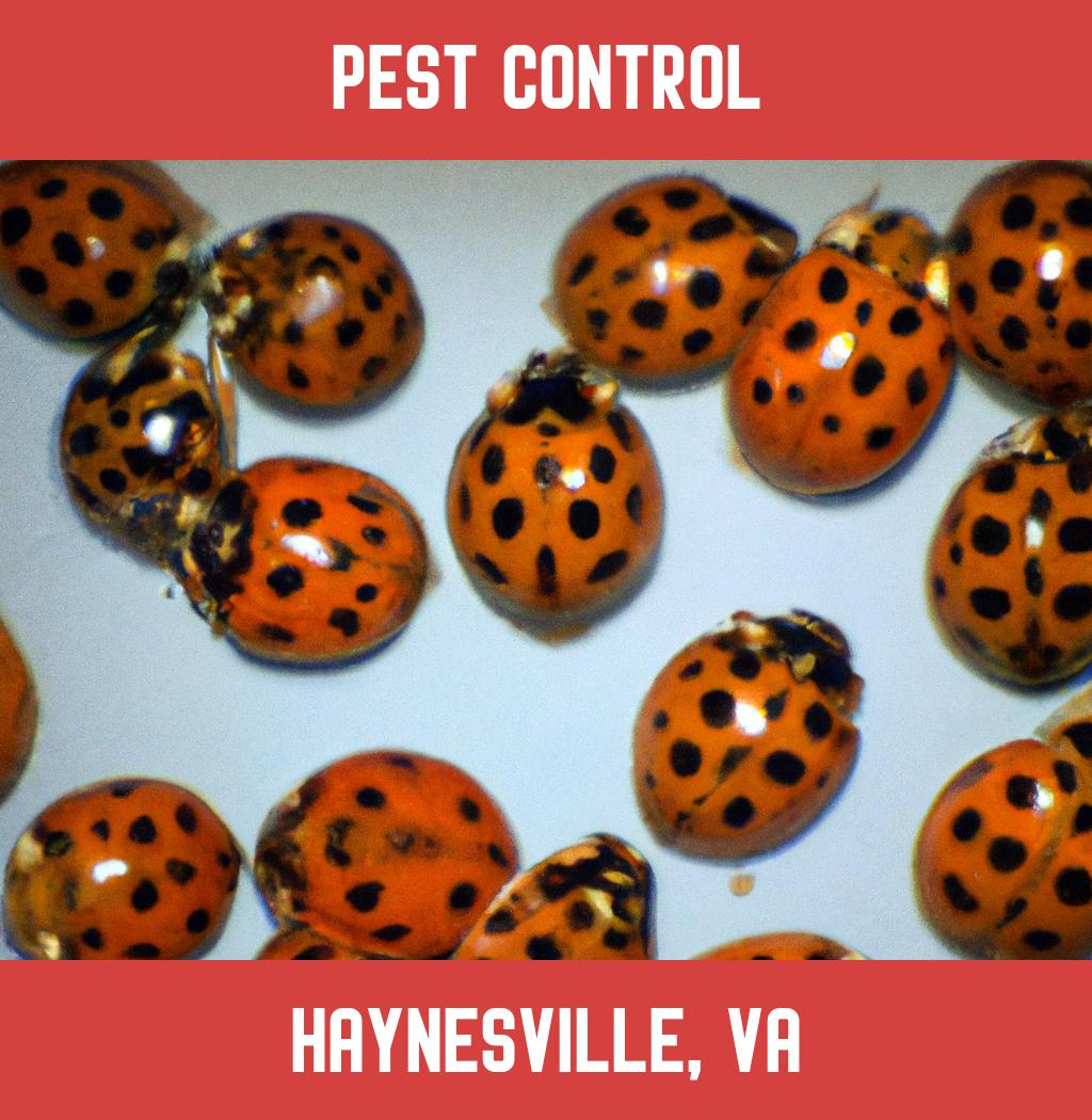 pest control in Haynesville Virginia