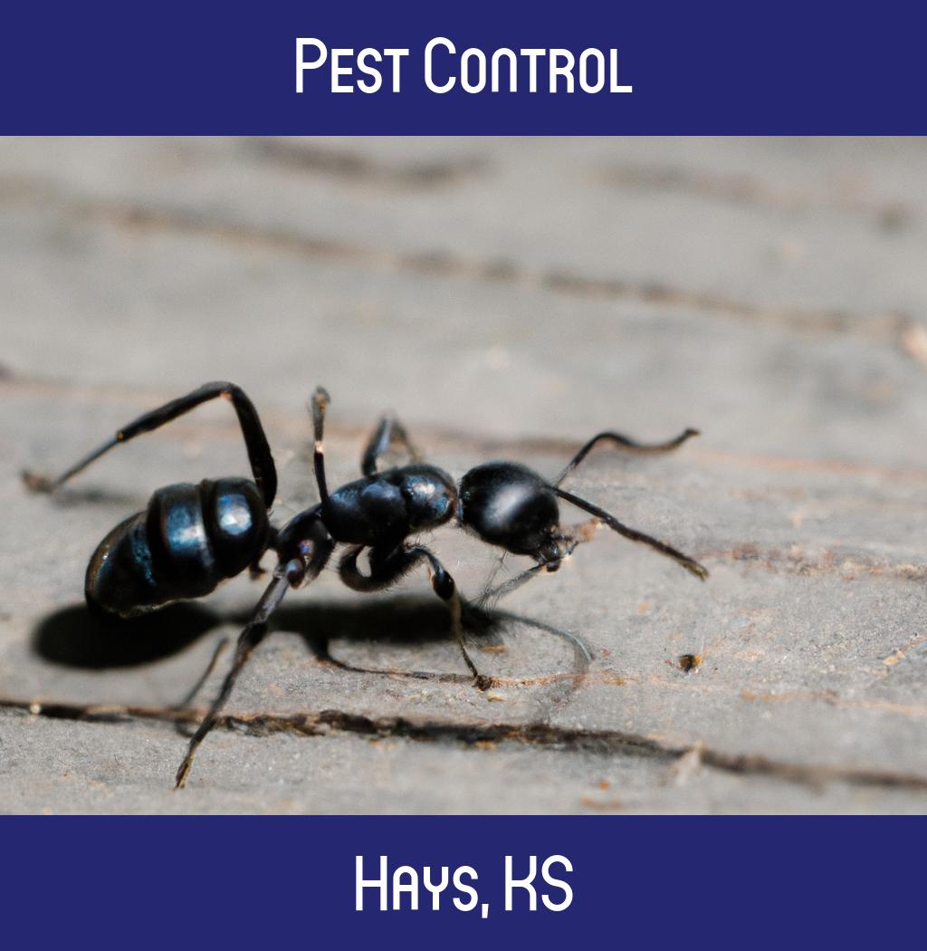 pest control in Hays Kansas