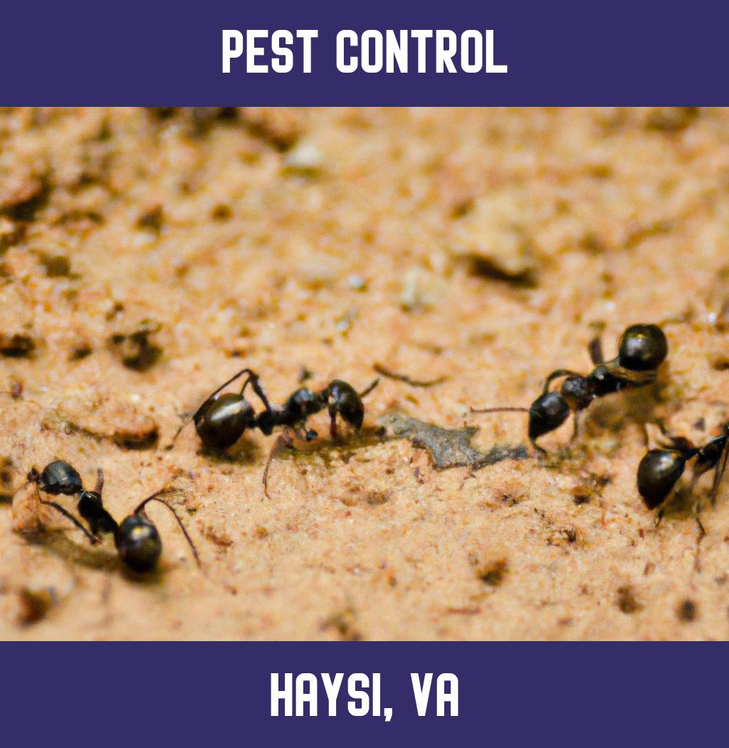 pest control in Haysi Virginia