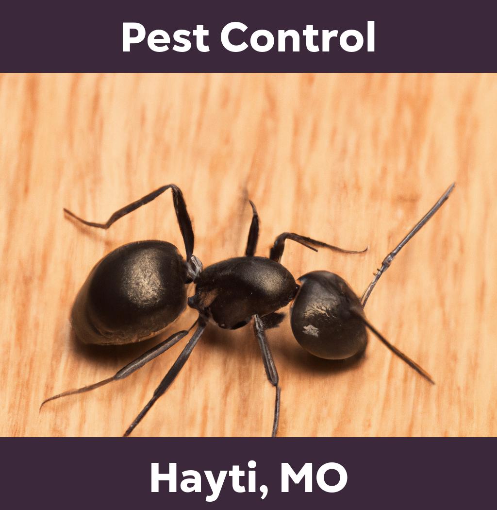 pest control in Hayti Missouri