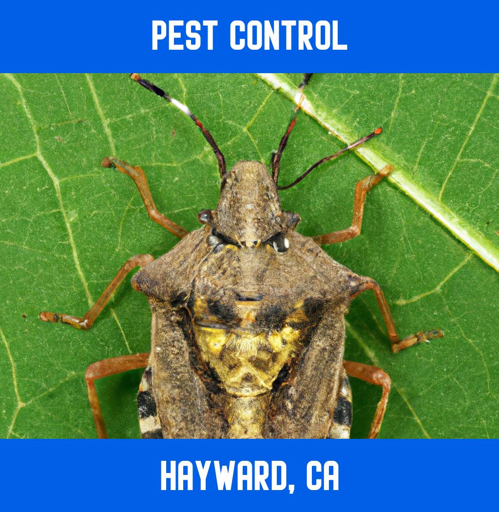 pest control in Hayward California