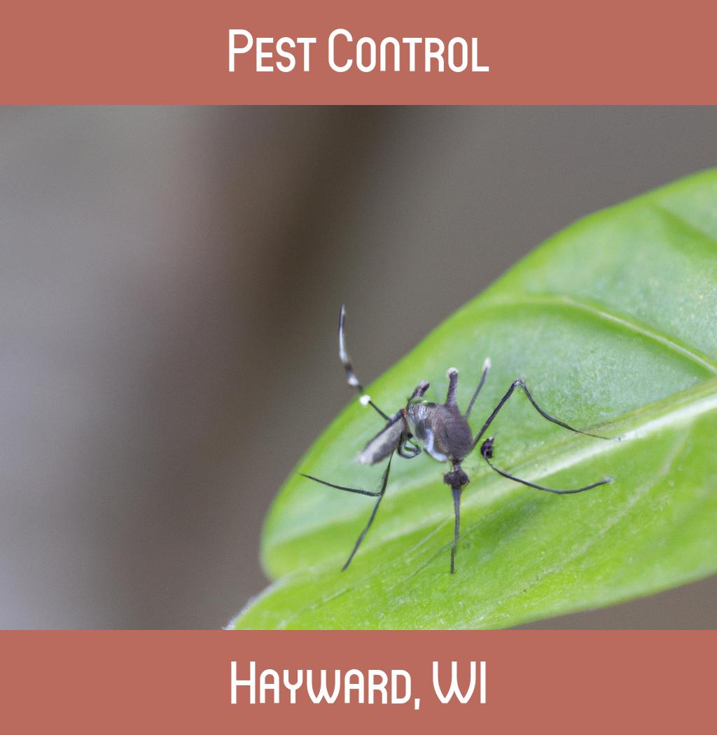 pest control in Hayward Wisconsin