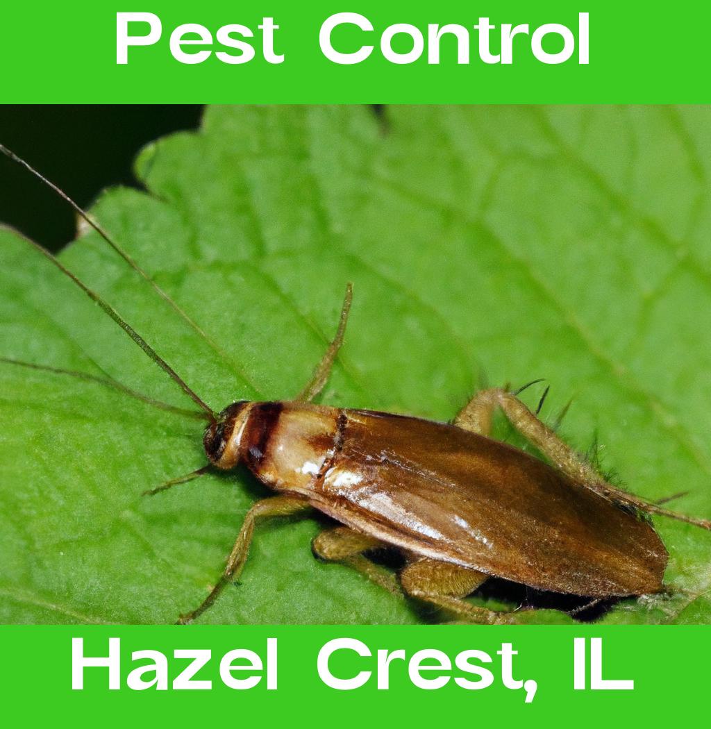 pest control in Hazel Crest Illinois