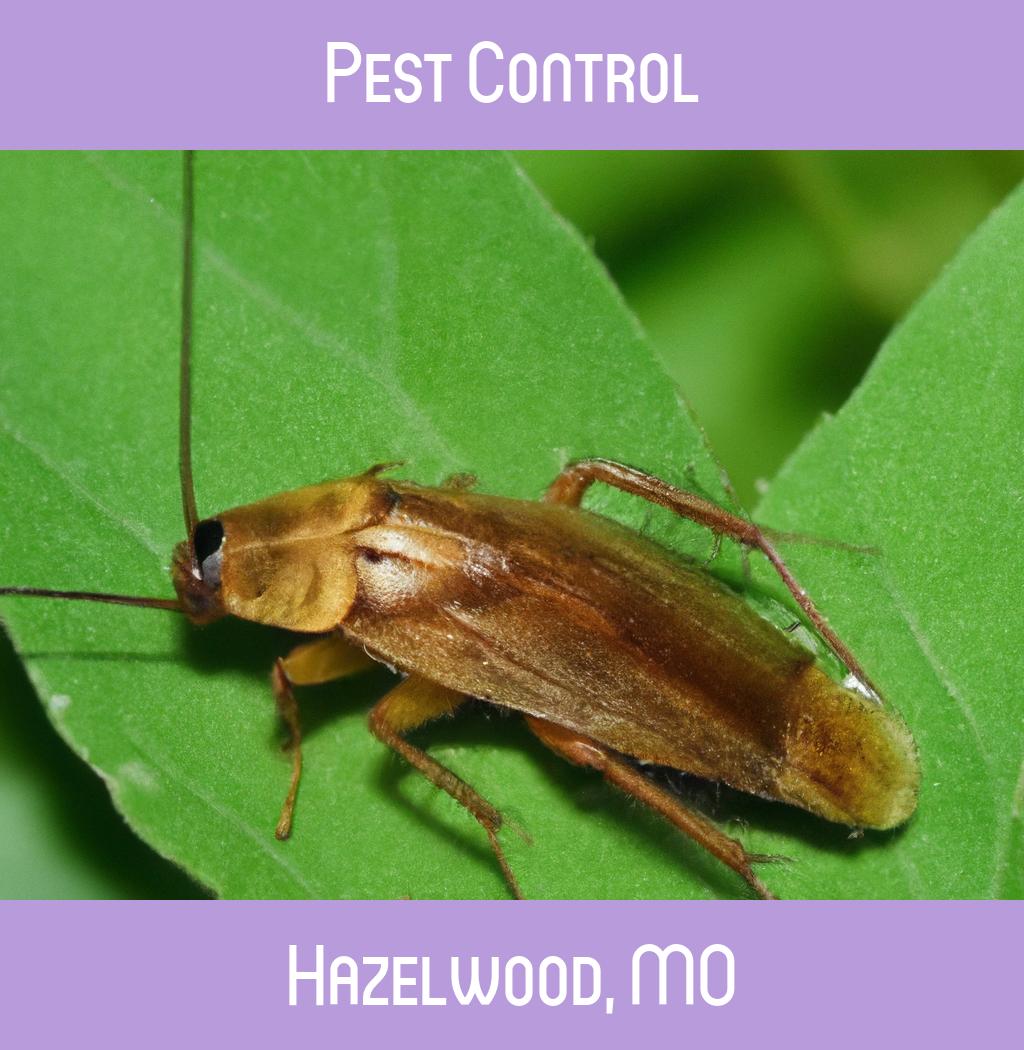 pest control in Hazelwood Missouri