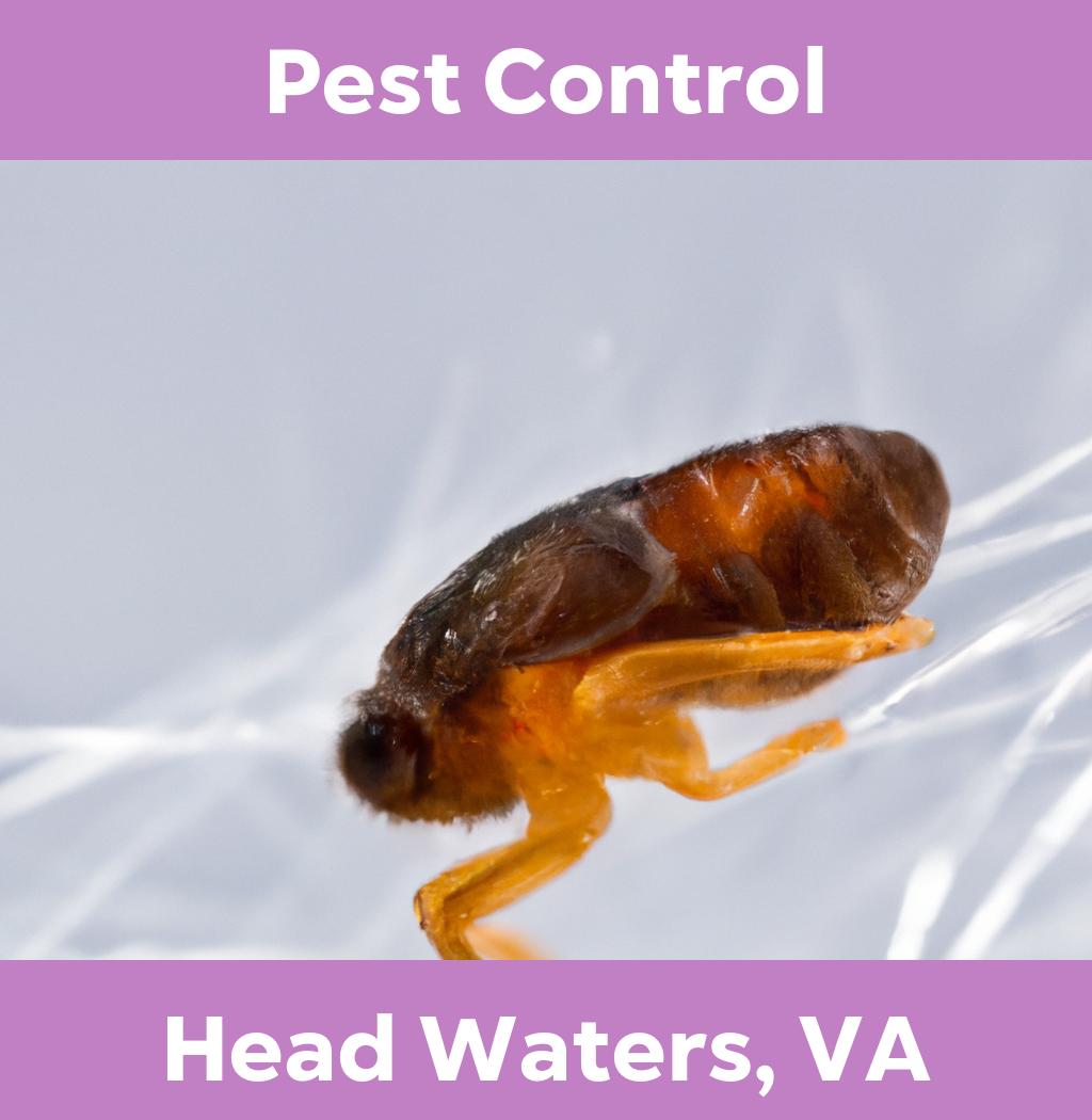 pest control in Head Waters Virginia