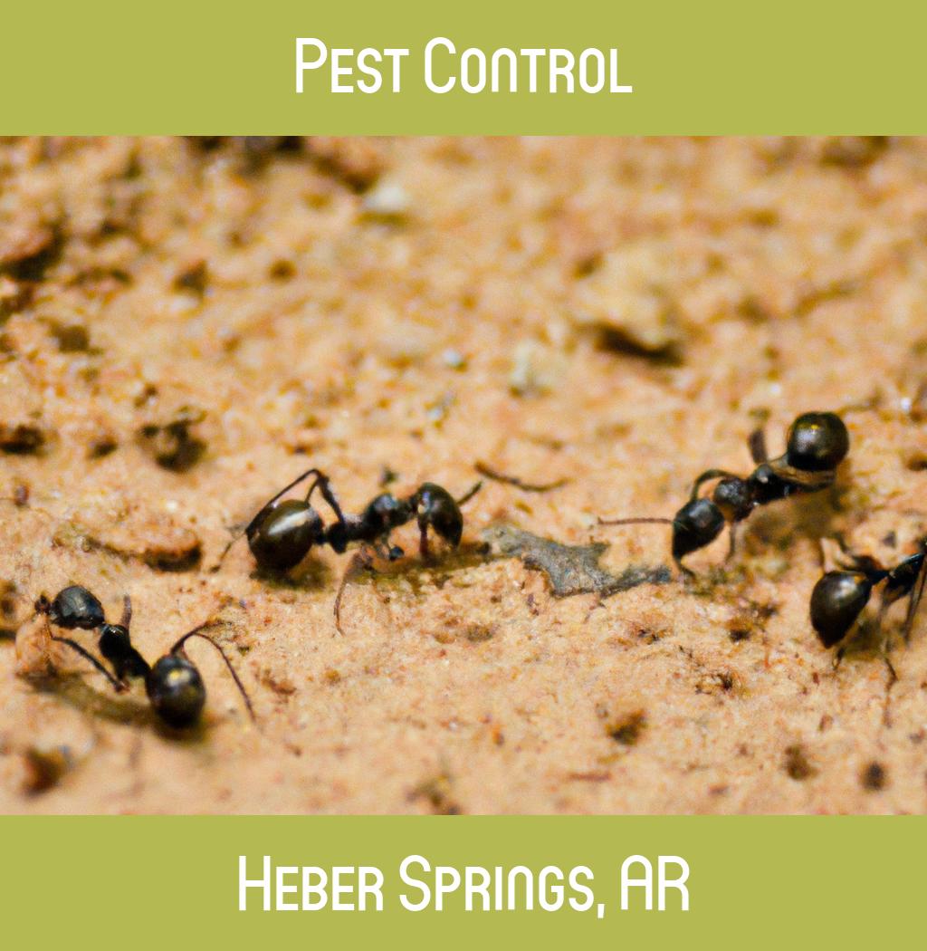 pest control in Heber Springs Arkansas